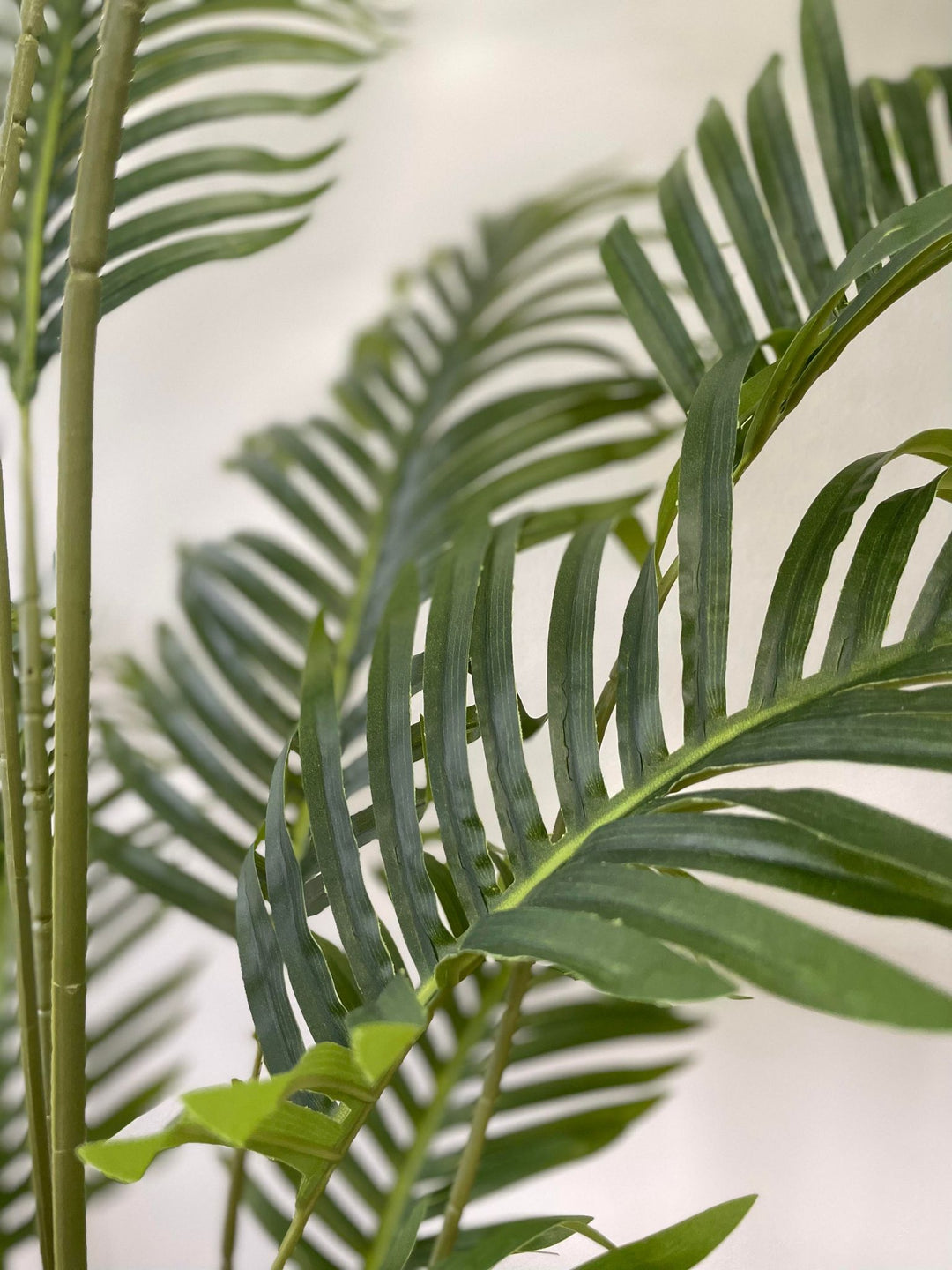Close-up of vibrant green palm leaves, showcasing the natural texture and detail of the foliage in a serene indoor setting.