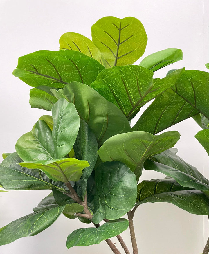 Close-up of the vibrant green leaves of the fiddle-leaf fig tree, showcasing its detailed texture and realistic appearance.