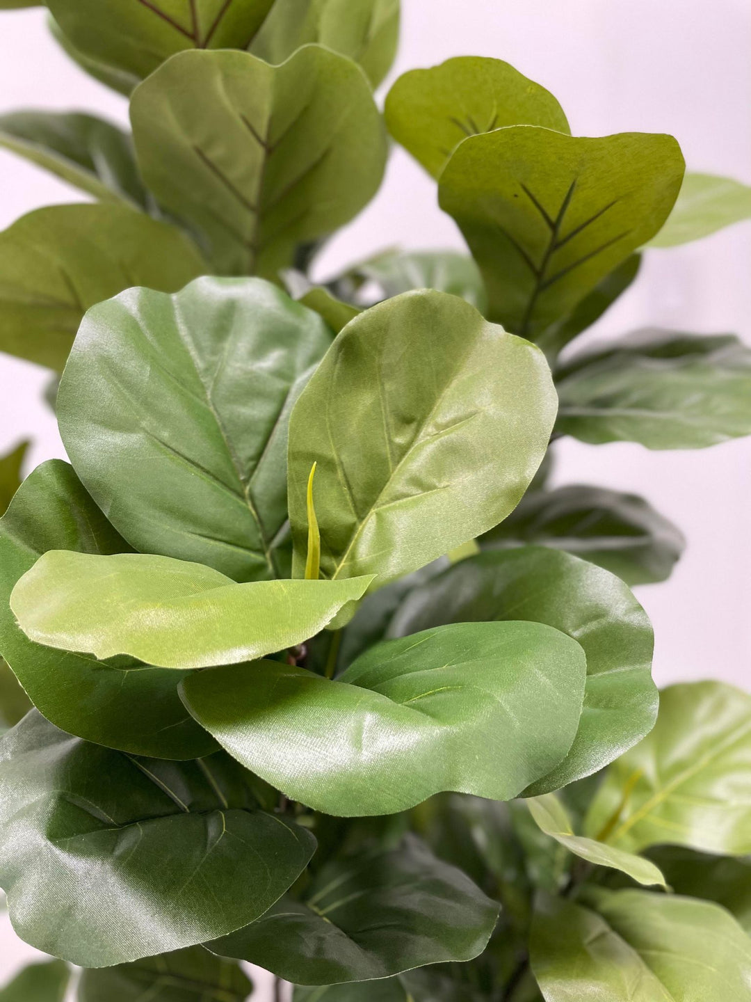 Figuier Violon Artificiel - 5ft / 150cm