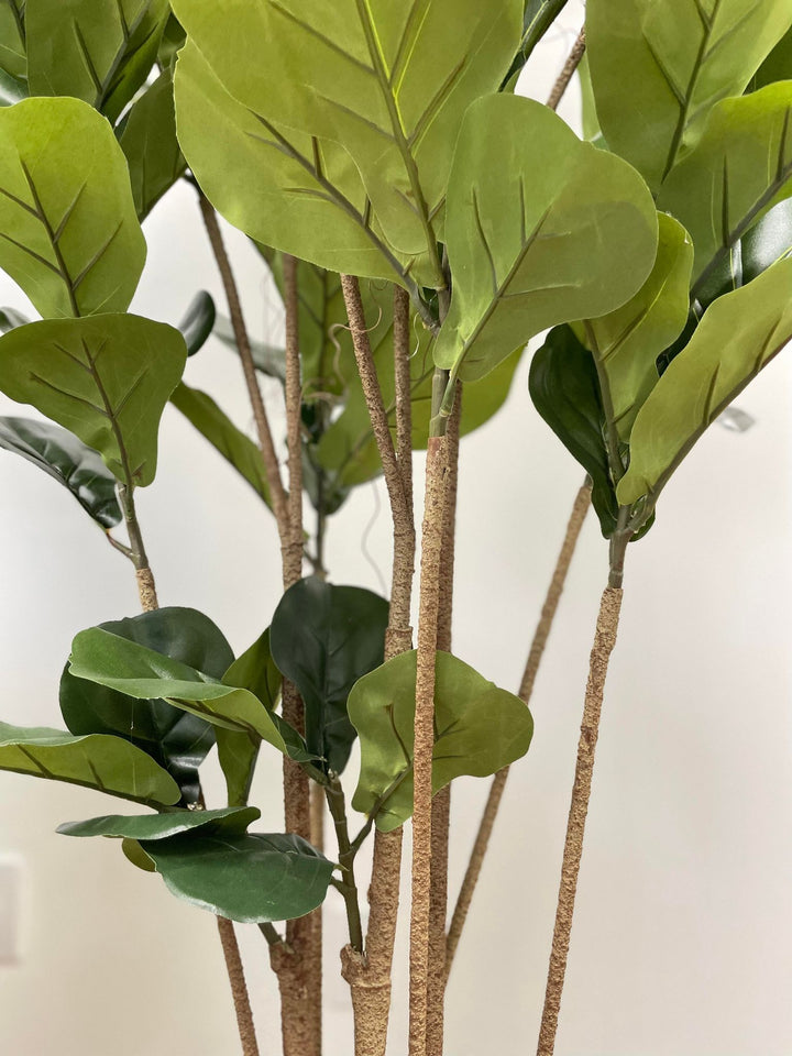 Close-up of a fiddle-leaf fig plant, highlighting the detailed texture and natural look of the leaves and stems. The leaves show a variety of green shades, with the stems displaying a realistic bark-like texture.