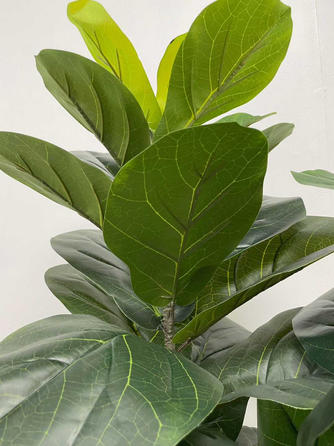 A close-up view of the vibrant, detailed leaves of a fiddle-leaf fig tree, showcasing the intricate vein patterns and the rich green hues of the foliage. The leaves appear lush and healthy, adding a touch of nature's beauty to any space.