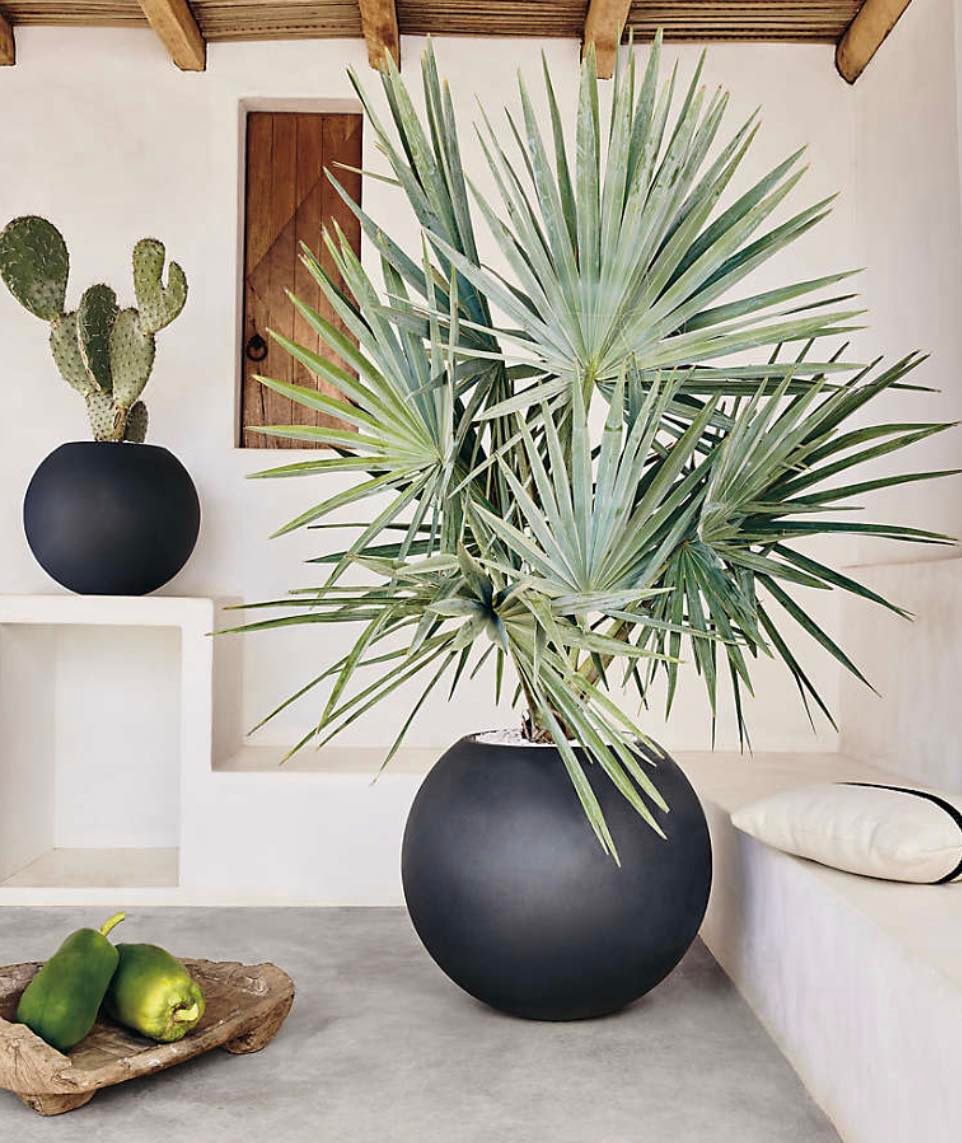 Two large black round planters, one holding a palm plant and the other a cactus. The setting features white walls, a wooden roof, and a rustic, minimal design.