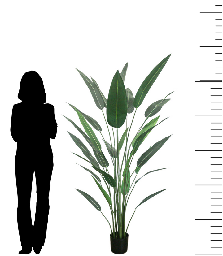 A 6ft artificial bird of paradise plant in a black planter pot, shown next to a silhouette of a person for scale. The realistic plant features long, green leaves and stands tall, making it suitable for adding a natural element to interior spaces. A measurement scale is displayed on the right side to highlight the plant's height