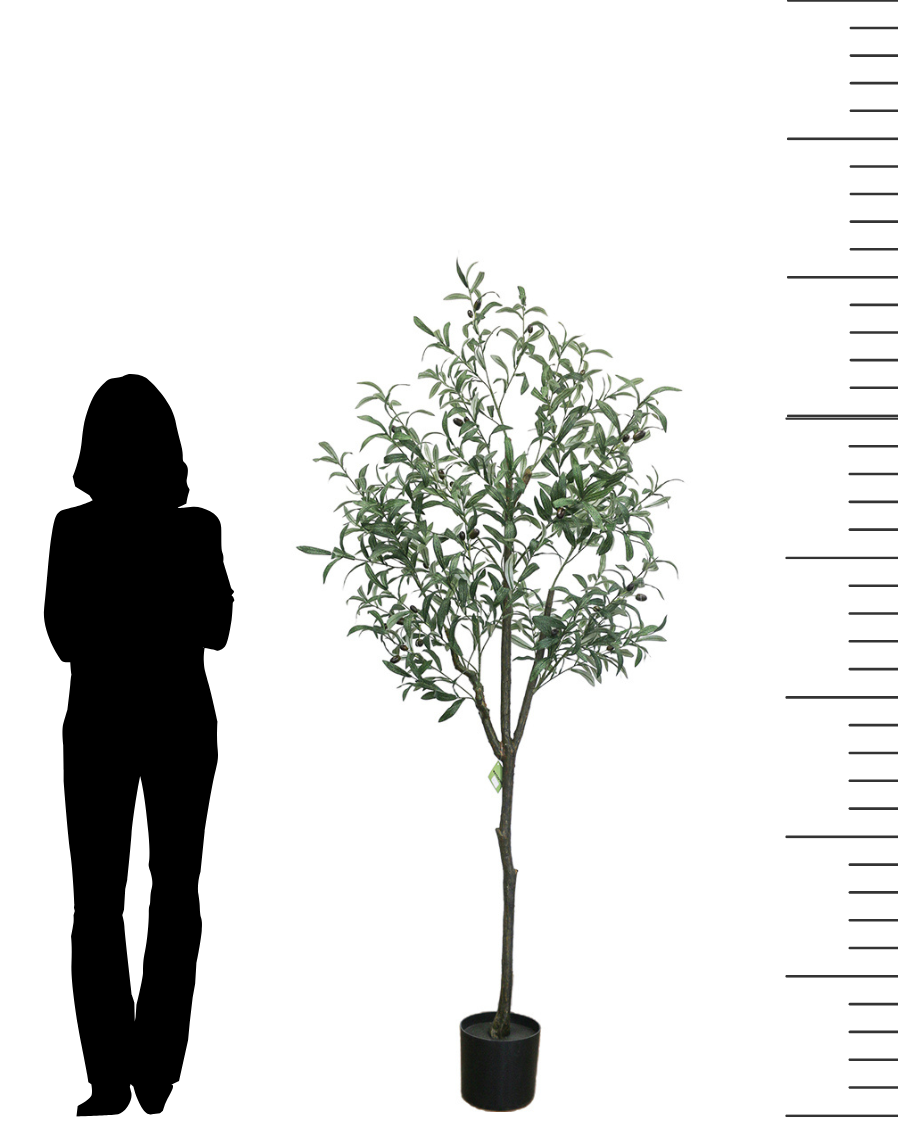 Size comparison of a 6-foot artificial olive tree in a black pot, shown next to the silhouette of a standing person for scale. The tree features realistic green leaves and branches, ideal for adding a touch of greenery to indoor spaces. The image also includes a height scale on the right side, emphasizing the tree's size