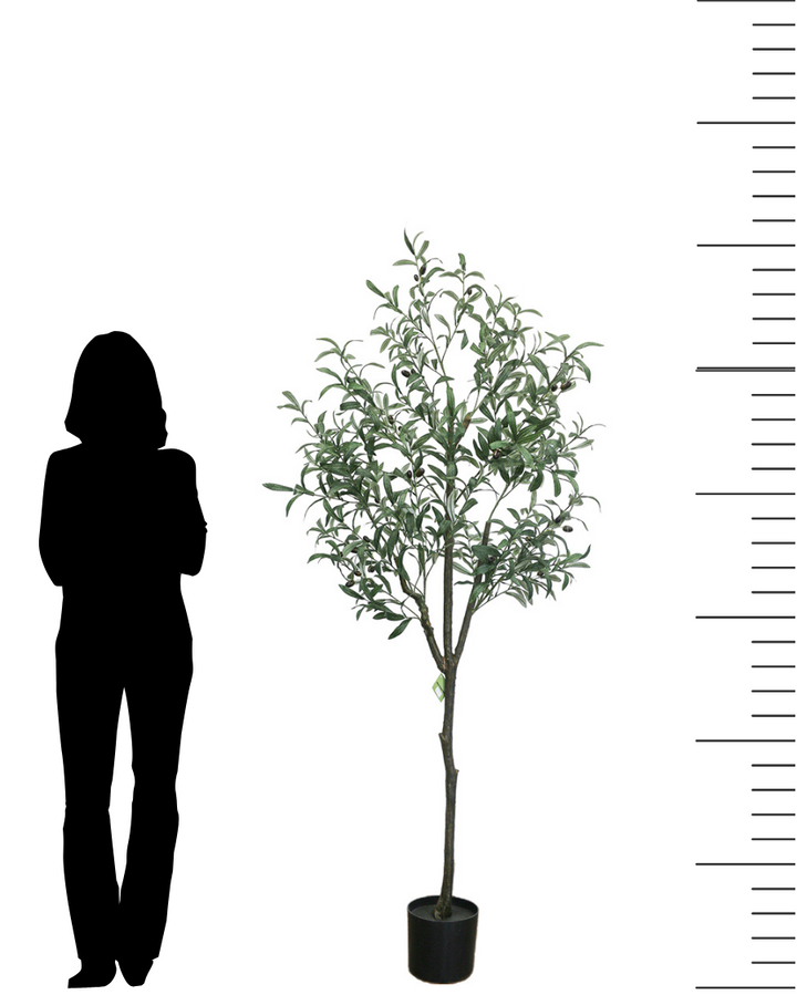 Size comparison of a 6-foot artificial olive tree in a black pot, shown next to the silhouette of a standing person for scale. The tree features realistic green leaves and branches, ideal for adding a touch of greenery to indoor spaces. The image also includes a height scale on the right side, emphasizing the tree's size