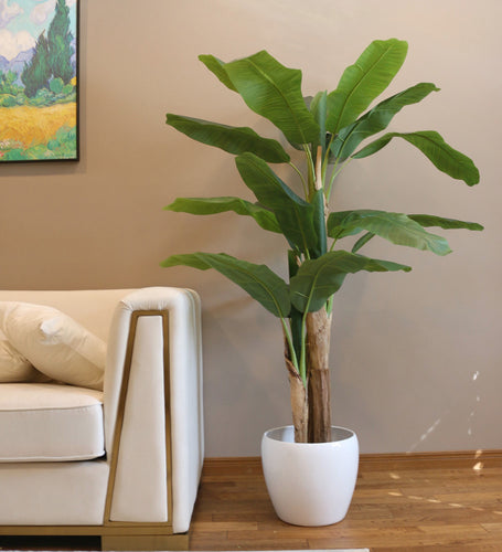 6ft artificial banana leaf plant in a white pot, positioned beside a modern white sofa, perfect for adding a tropical touch to indoor decor