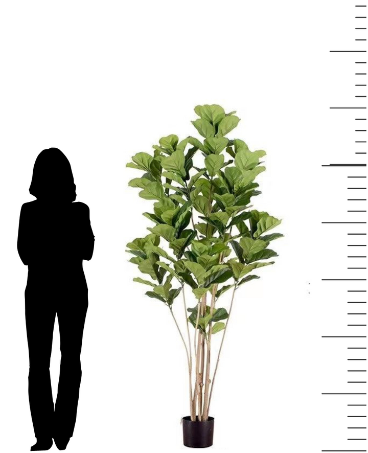 This image shows a fiddle-leaf fig plant standing approximately 6 feet tall, with a silhouette of a person next to it for scale, demonstrating its height relative to an average human. The plant's lush green leaves and tall structure make it a significant decorative element in any space.
