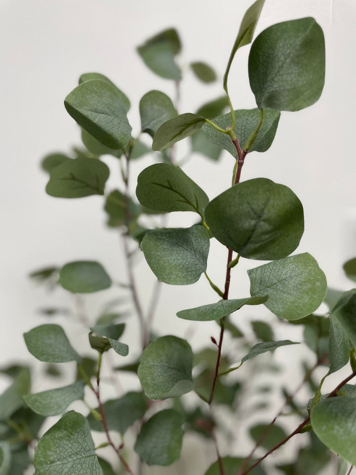 Close-up of green eucalyptus leaves, showcasing their delicate, round shape and smooth texture, adding a fresh and natural look to the indoor setting.