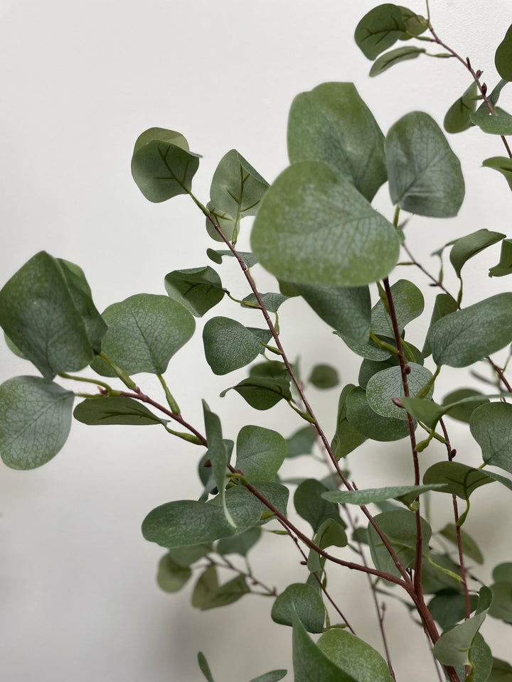 Close-up of green eucalyptus leaves, showcasing their delicate, round shape and smooth texture.