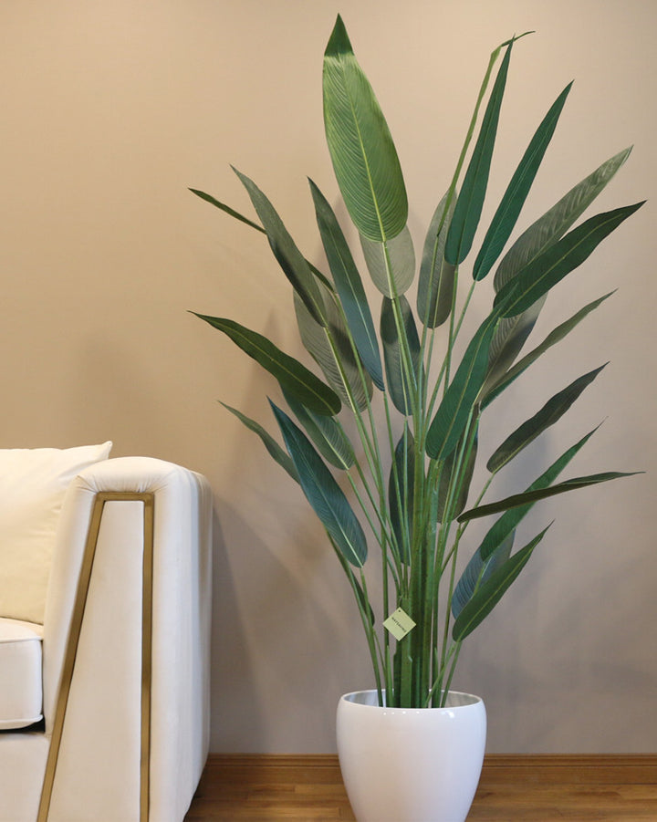 A 6-foot artificial bird of paradise plant positioned next to a modern white sofa. The plant is set in a sleek white pot and features tall, slender green stems with elongated, lifelike leaves. The setting highlights the plant's realistic texture and elegant design, perfect for adding a touch of greenery to a contemporary living space